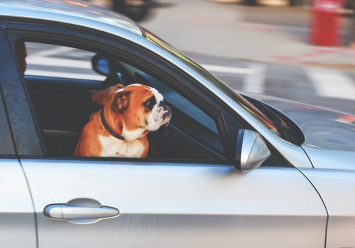 Dit is, waarom een autostoel voor je hond écht nodig is
