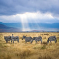 5 redenen waarom een rondreis door Tanzania op je bucketlist moet staan