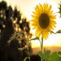 waar schijnt de zon het hele jaar? dit zijn de beste bestemmingen